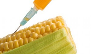 Zdjęcie do artykułu: GMO kontra babciny ogródek
