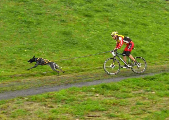 Zdjęcie do artykułu: Bikejoring, czyli kamikaze